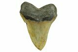 Huge, Fossil Megalodon Tooth - North Carolina #371298-2